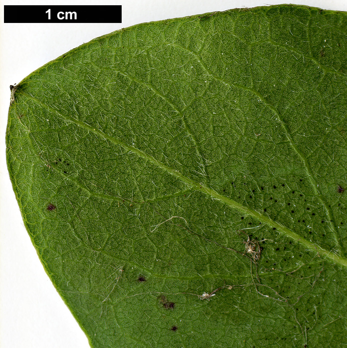 High resolution image: Family: Garryaceae - Genus: Garrya - Taxon: ×issaquahensis (G.elliptica × G.fremontii)